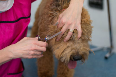 Midsection of woman holding dog