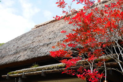 Low angle view of red flowering tree against sky