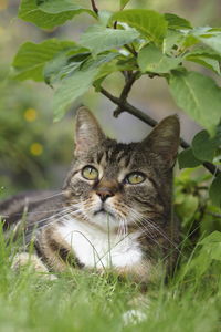 Portrait of a cat