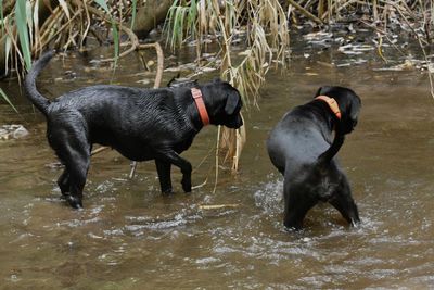 Two dogs in a lake