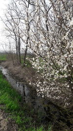 View of cherry tree in forest