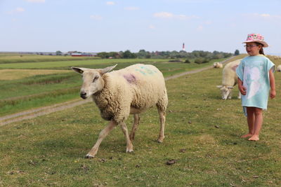 Full length of a sheep on field