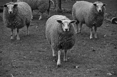 Sheep standing in a field