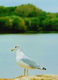 Close-up of seagull perching on a water