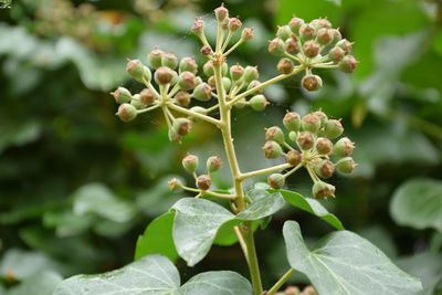 Close-up of flowering plant against blurred background