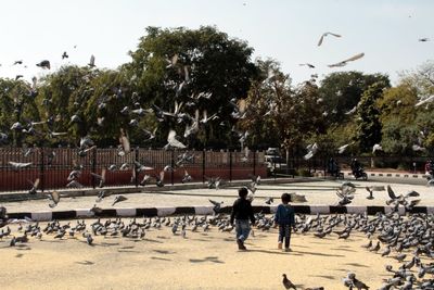 Boys walking amidst pigeons on walkway during sunny day