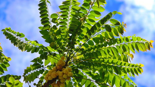 Low angle view of fresh green leaves against sky