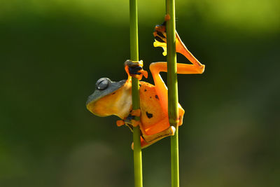 Close-up of insect on yellow flower