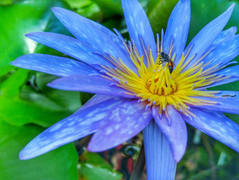 Close-up of insect on purple flower