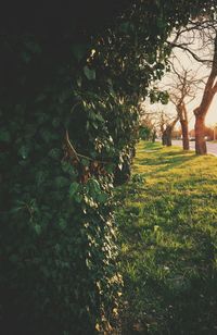 Low angle view of trees against sky