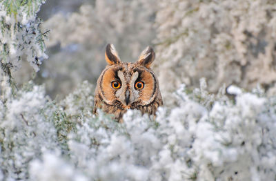 Close-up portrait of an owl during winter