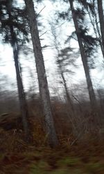 Trees on landscape against sky