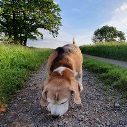 View of a dog on the road