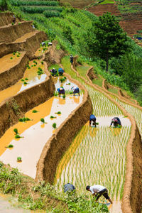 High angle view of farmers working on terraced field