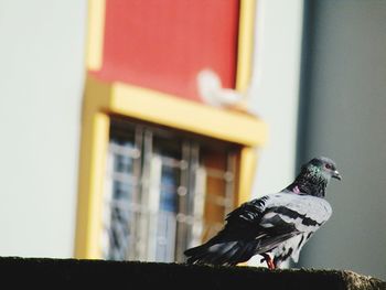 Side view of bird perching