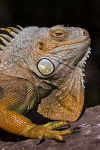 Close-up of iguana on rock