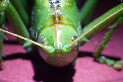 Close-up of insect on leaf