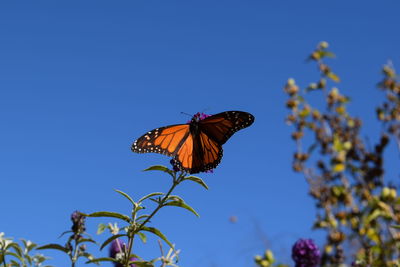 Close-up of butterfly pollinating flower