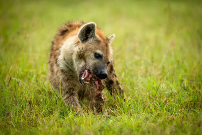 Spotted hyena sits on grass cracking bone