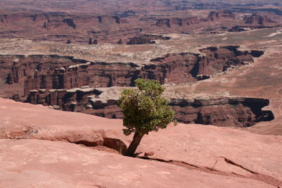 High angle view of plant on rock formations at arches national park