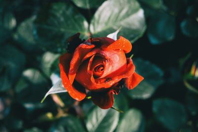 Close-up of red rose