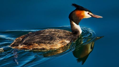 Close-up of duck swimming in lake