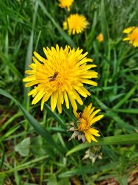 Close-up of yellow dandelion flower on field