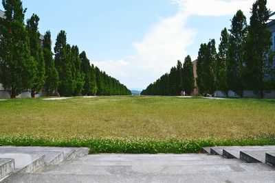 Trees growing on field