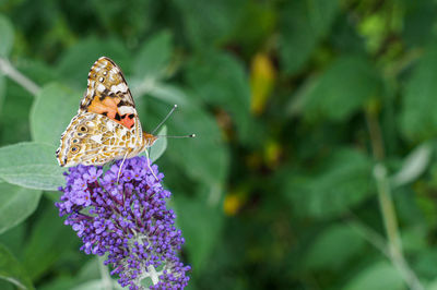 Close-up of butterfly pollinating on purple flower