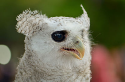 Close-up of a bird