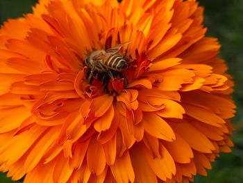 Close-up of insect on orange flower