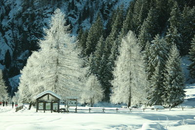Snow covered pine trees in forest