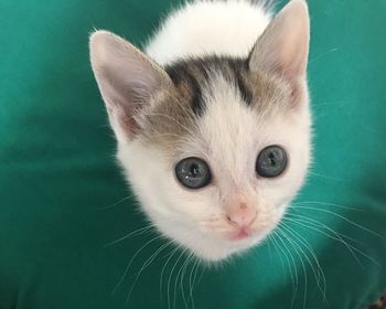 Close-up portrait of white cat
