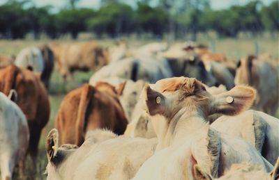 Cows on field