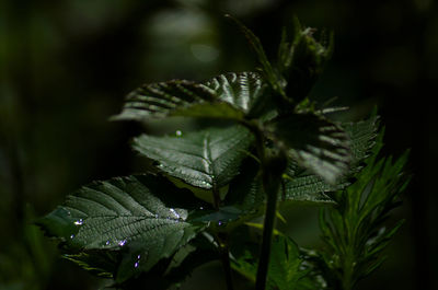 Close-up of leaves on plant