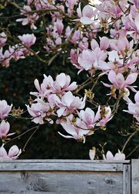 Close-up of pink flowers blooming on tree