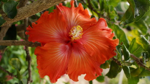 Close-up of red flower
