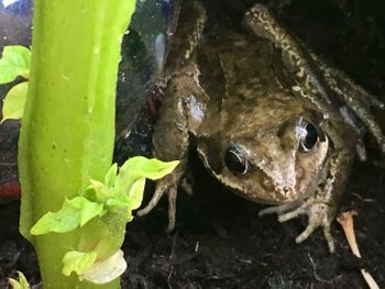 Close-up of frog in water