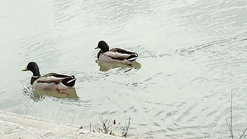 Ducks swimming in lake