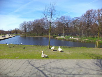 Swans on a lake