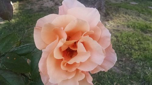 Close-up of flower blooming outdoors