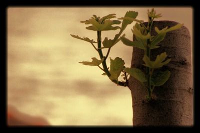 Close-up of plant against blurred background