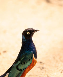 Superb starling called lamprotornis superbus is a bird that has a golden brown chest