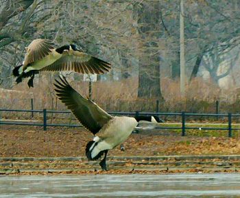 Bird flying by tree