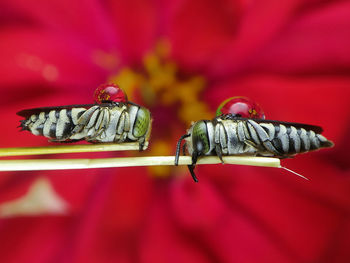 Close-up of insect on red flower