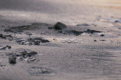 Surface level of sandy beach