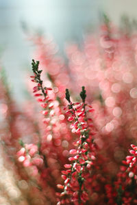 Close-up of pink flowering plant