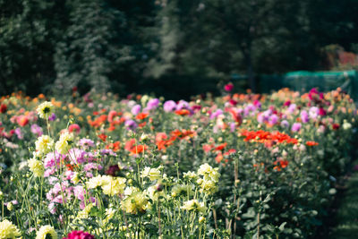 Close-up of purple flowering plants on field