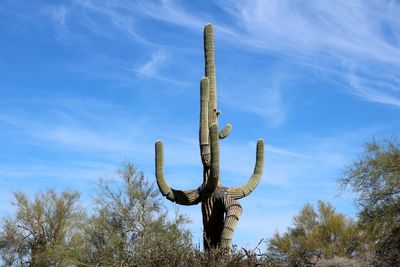 Cactus against sky