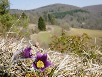 Close-up of purple crocus flowers on field